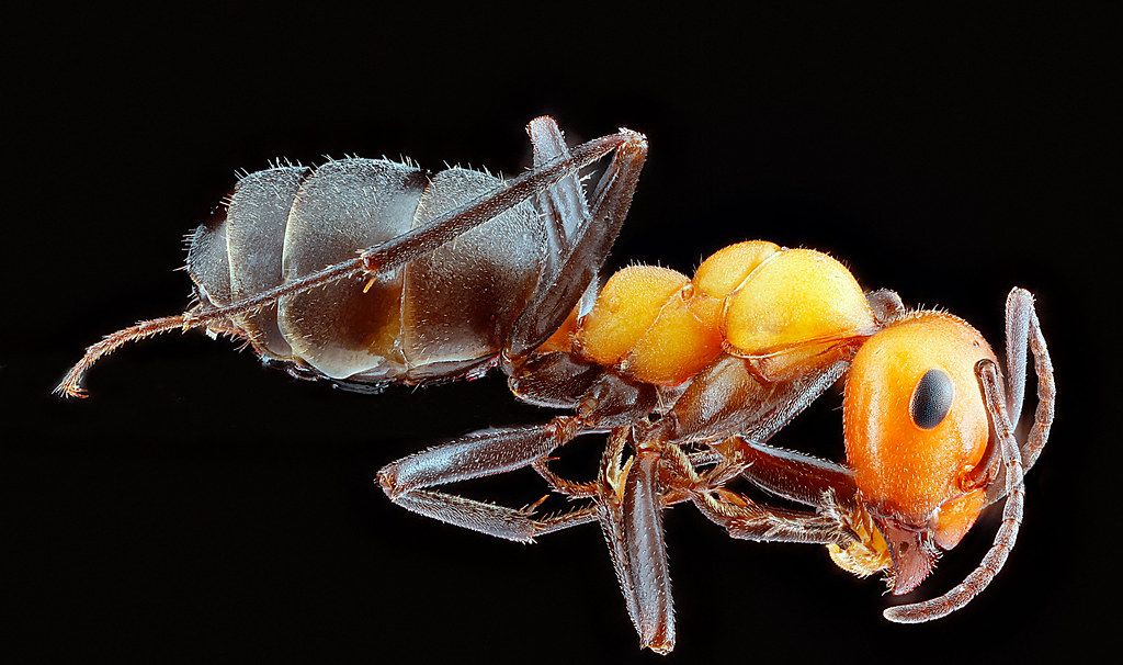 Ant Control service in Aurora, CO