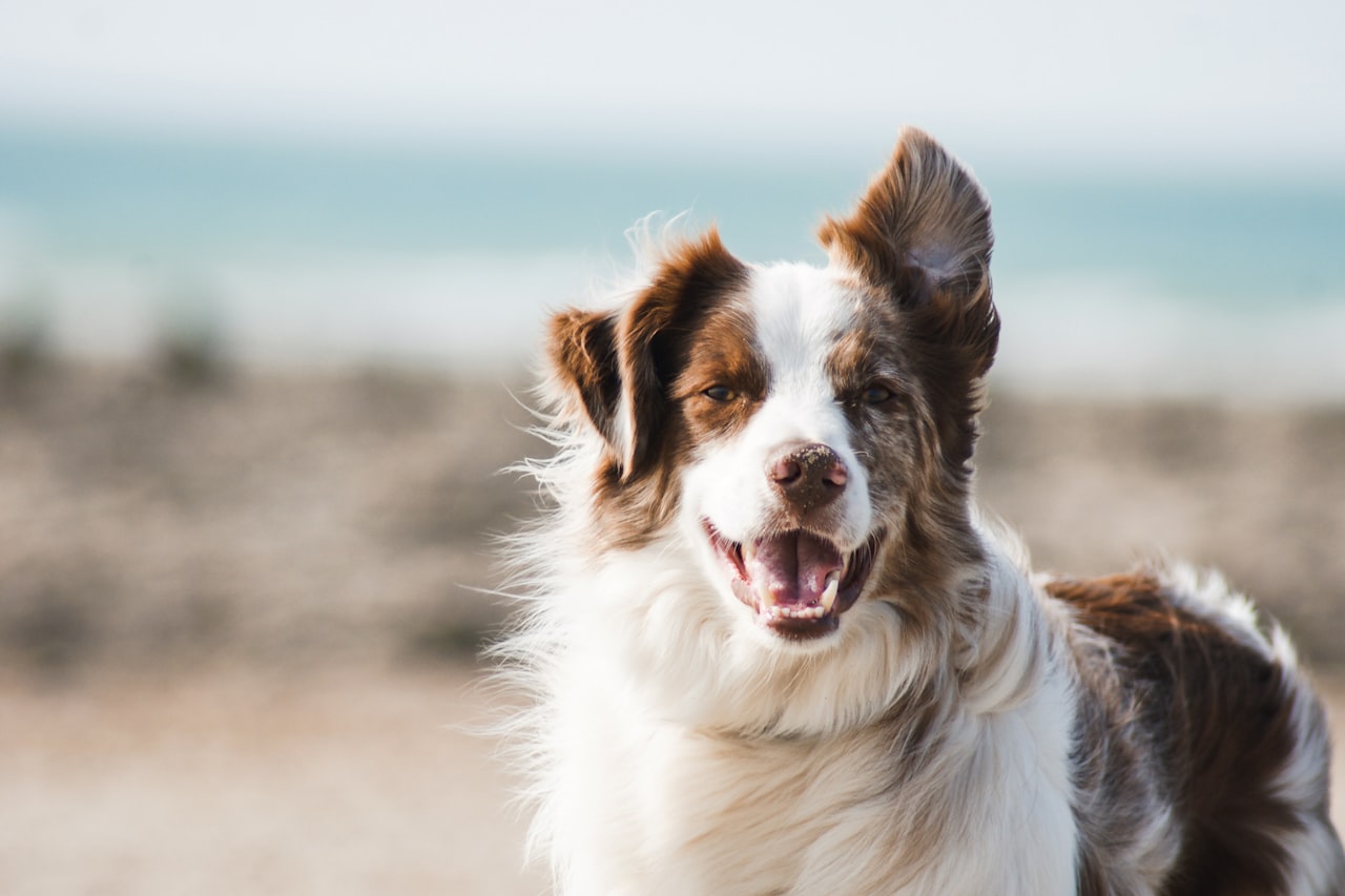 Flea & Tick Control service in Aurora, CO