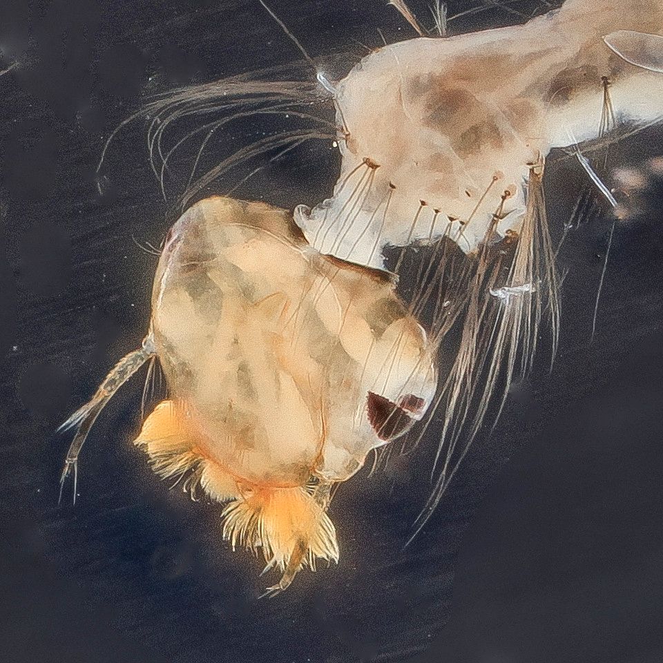 Mosquito Control service in Aurora, CO