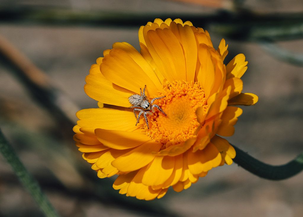 Spider Control service in Aurora, CO